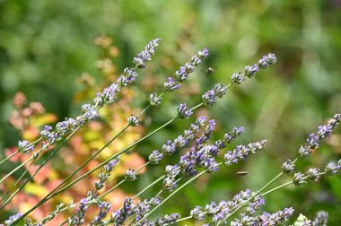 Bahçedeki güzel lavanta çiçekleri