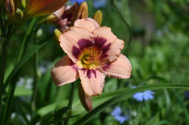 güzel zambak çiçekleri, çiçek konsepti imajı