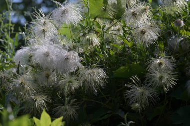 Bahçede büyüyen güzel beyaz çiçekler