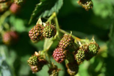 Bahçedeki yeşil, çiğ ahudududuları kapatın.