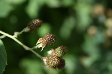 close up of a green raw raspberries in the garden