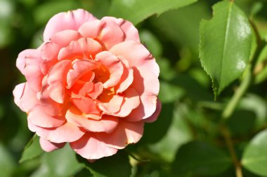 bahçede büyüyen güzel pembe gül