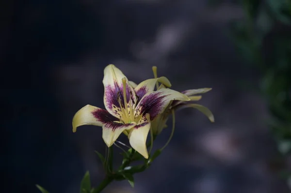 美しいユリの花花のコンセプトイメージ — ストック写真