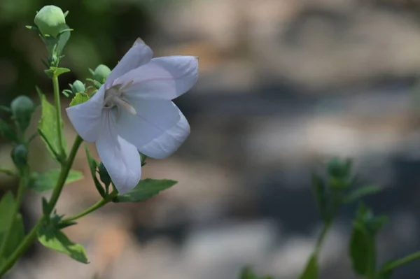 Belles Fleurs Blanches Poussant Dans Jardin — Photo