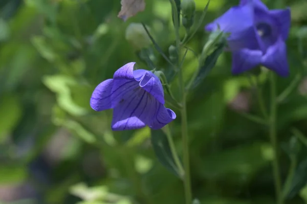 Belles Fleurs Violettes Dans Jardin — Photo