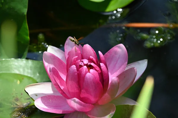 Beautiful Pink Lotus Flower Pond Close View — Stock Photo, Image