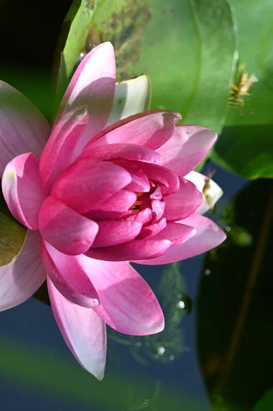 Beautiful Lily Pond Close View — Stock Photo, Image