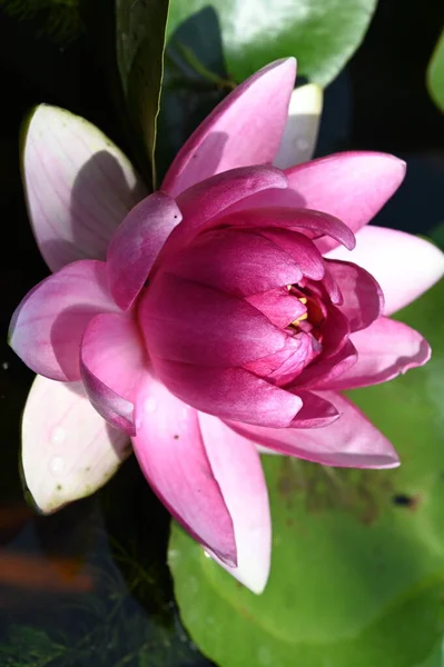 Beautiful Lily Pond Close View — Stock Photo, Image