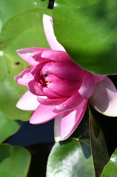 Beautiful Lily Pond Close View — Stock Photo, Image