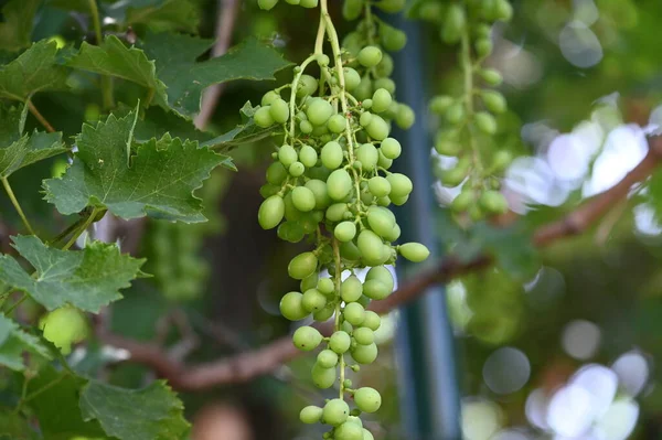 Grüne Trauben Wachsen Garten — Stockfoto