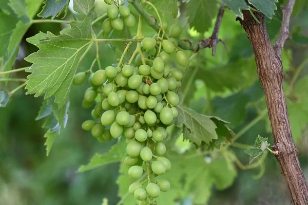 Raisins Verts Poussant Dans Jardin — Photo