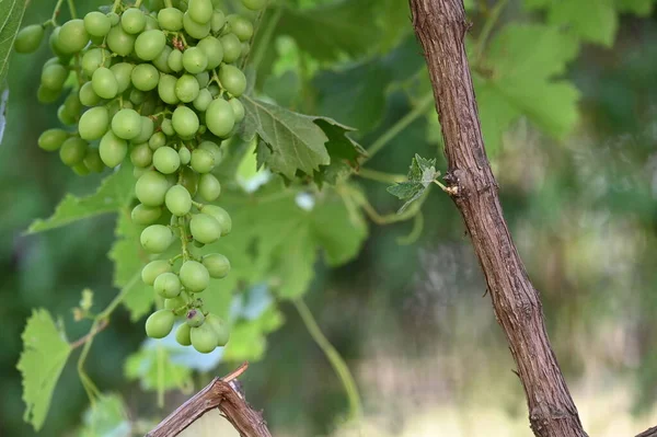 Зелений Виноград Росте Саду — стокове фото