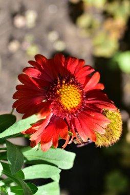 bahçede büyüyen güzel kırmızı çiçekler