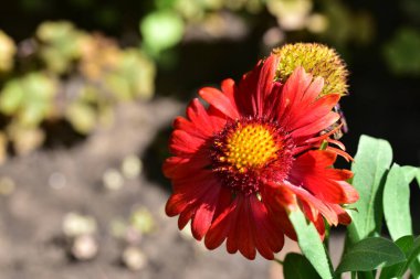 bahçede büyüyen güzel kırmızı çiçekler
