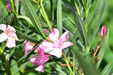 Güzel pembe çiçeklere yakın, yaz konsepti.