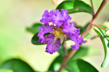 Güzel mor çiçeklere yakın, yaz konsepti.