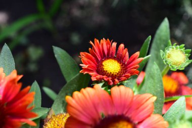 bahçede büyüyen güzel kırmızı çiçekler