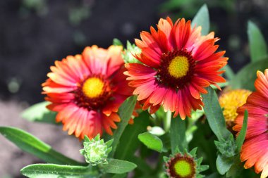 bahçede büyüyen güzel kırmızı çiçekler