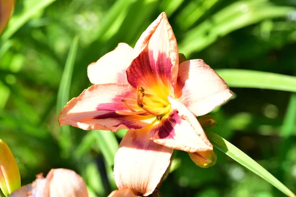 美丽的百合花 花卉概念形象 — 图库照片