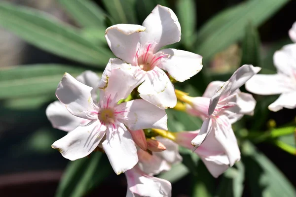 Beautiful White Flowers Growing Garden — Stock Photo, Image