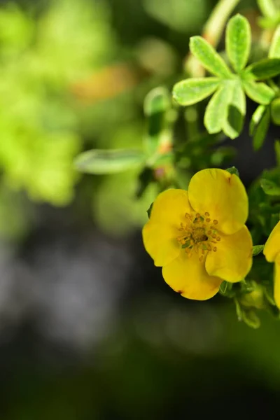 Close Belas Flores Amarelas Conceito Verão — Fotografia de Stock