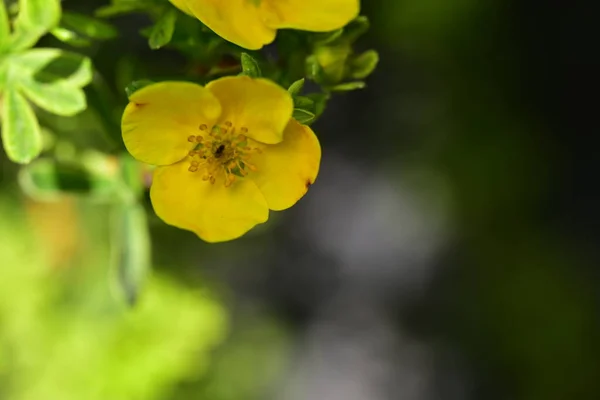 Close Beautiful Yellow Flowers Summer Concept — Foto de Stock