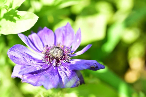 Close Beautiful Purple Flowers Summer Concept — Stock fotografie