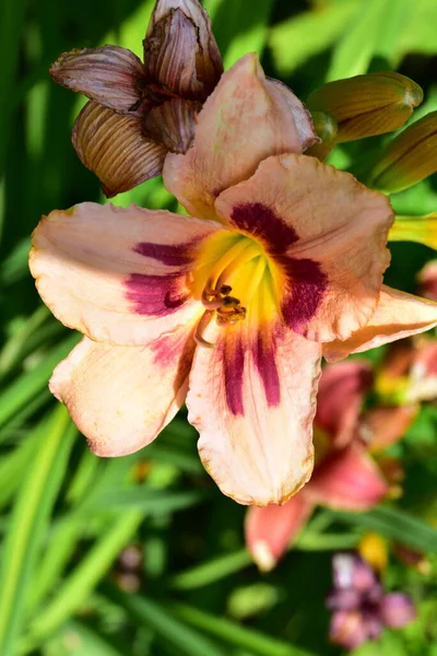 Vackra Lilja Blommor Blommigt Koncept Bild — Stockfoto