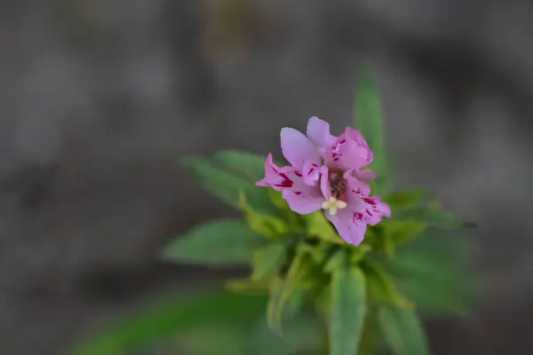 Güzel Pembe Çiçeklere Yakın Yaz Konsepti — Stok fotoğraf