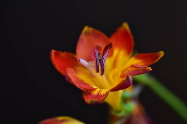 Yaz bahçesinde yetişen kırmızı çiçekler.