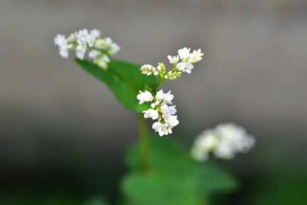 Hermosas Flores Blancas Que Crecen Jardín — Foto de Stock