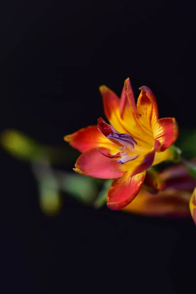 Flores Rojas Creciendo Jardín Verano —  Fotos de Stock