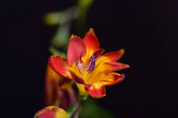 Κόκκινα Λουλούδια Που Φυτρώνουν Στον Καλοκαιρινό Κήπο — Φωτογραφία Αρχείου