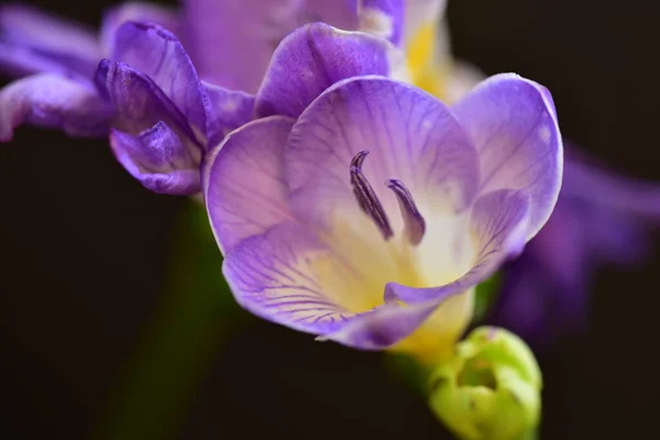 Primer Plano Hermosas Flores Púrpuras Concepto Verano —  Fotos de Stock