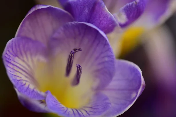 Κοντινό Πλάνο Των Όμορφων Μοβ Λουλουδιών Καλοκαιρινή Ιδέα — Φωτογραφία Αρχείου