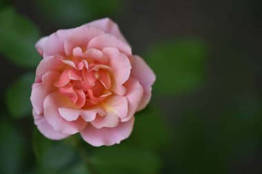 Bahçede büyüyen güzel bir gül