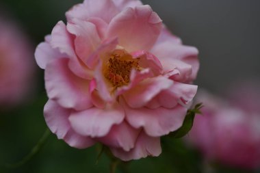 Bahçede büyüyen güzel bir gül