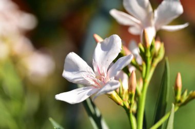 Bahçede büyüyen güzel beyaz çiçekler