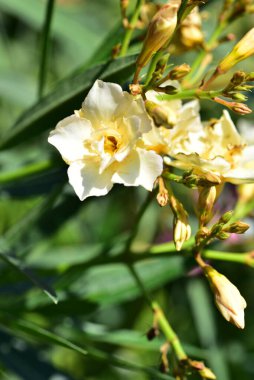 Bahçede büyüyen güzel beyaz çiçekler