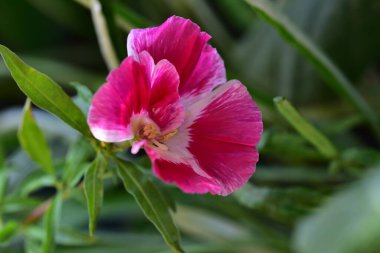 Güzel pembe çiçeklere yakın, yaz konsepti.