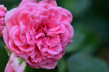 Bahçede büyüyen güzel bir gül