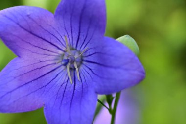 Güzel mor çiçeklere yakın, yaz konsepti.