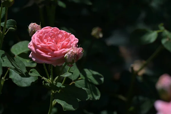 Schöne Blühende Rose Wächst Garten — Stockfoto