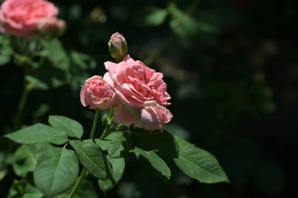 Beautiful Blooming Roses Growing Garden — Stockfoto