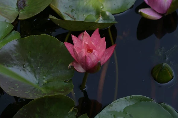 Schöne Rosa Lotusblüten Auf Dem Teich Nahsicht — Stockfoto