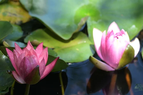 Beautiful Pink Lotus Flowers Pond Close View — Stock Photo, Image