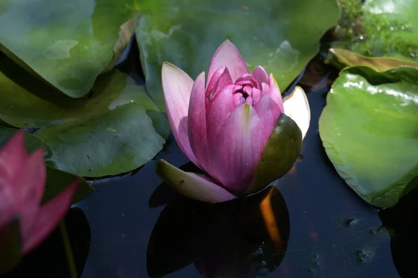 Vacker Rosa Lotusblomma Dammen Närbild — Stockfoto