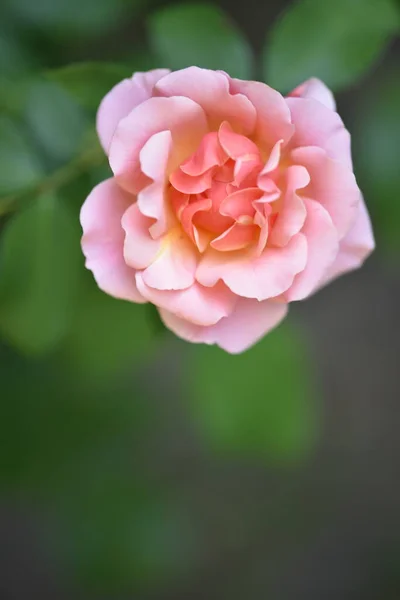 Schöne Blühende Rose Wächst Garten — Stockfoto