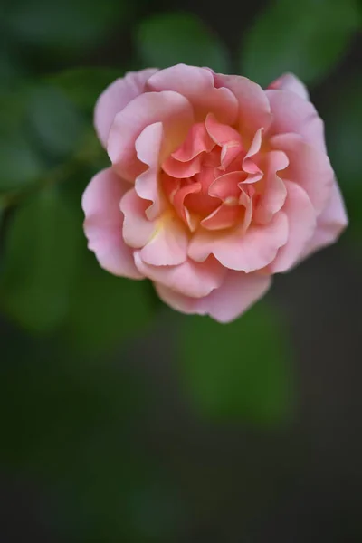 Όμορφο Ανθισμένο Τριαντάφυλλο Που Αναπτύσσεται Στον Κήπο — Φωτογραφία Αρχείου