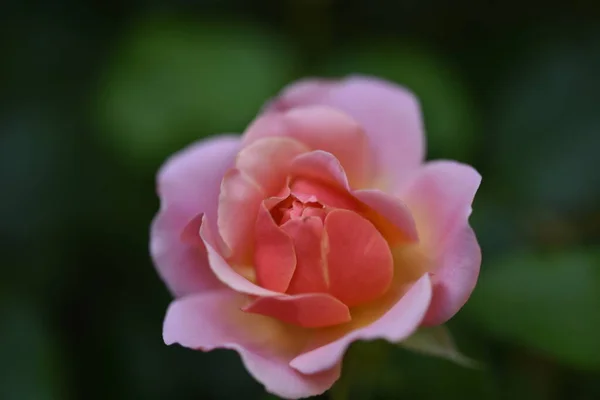 Vacker Blommande Ros Växer Trädgården — Stockfoto
